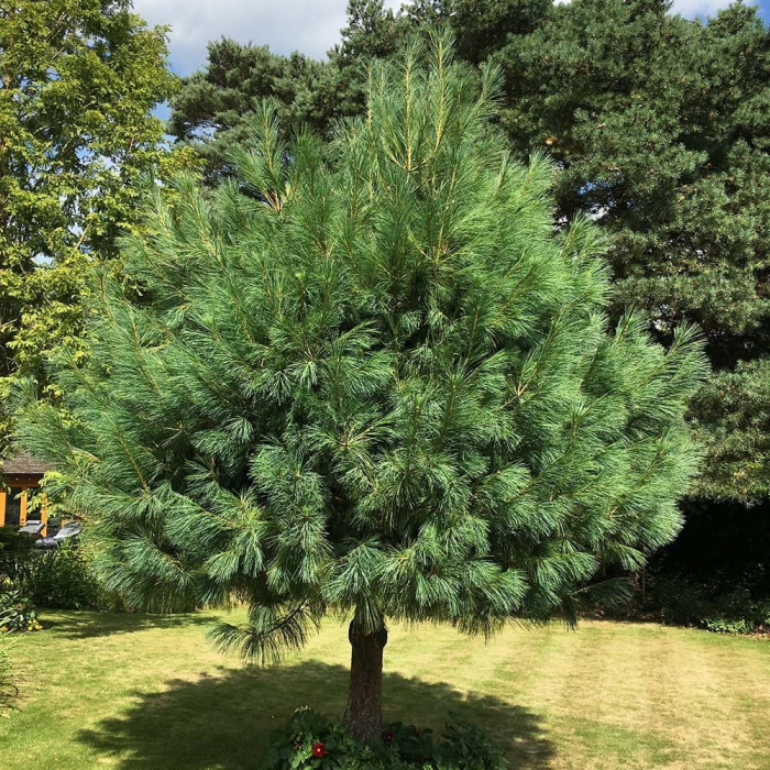 Pinus  wallichiana 'Excelsa' - Pin de Himalaya [4]