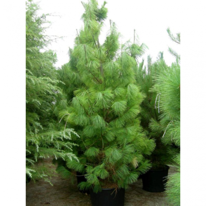 Pinus  wallichiana 'Excelsa' - Pin de Himalaya [3]