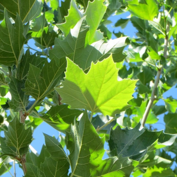 Platanus  acerifolia 'Hispanica' - Platan englezesc [1]