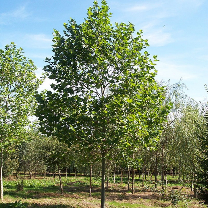 Platanus  acerifolia 'Hispanica' - Platan englezesc [4]