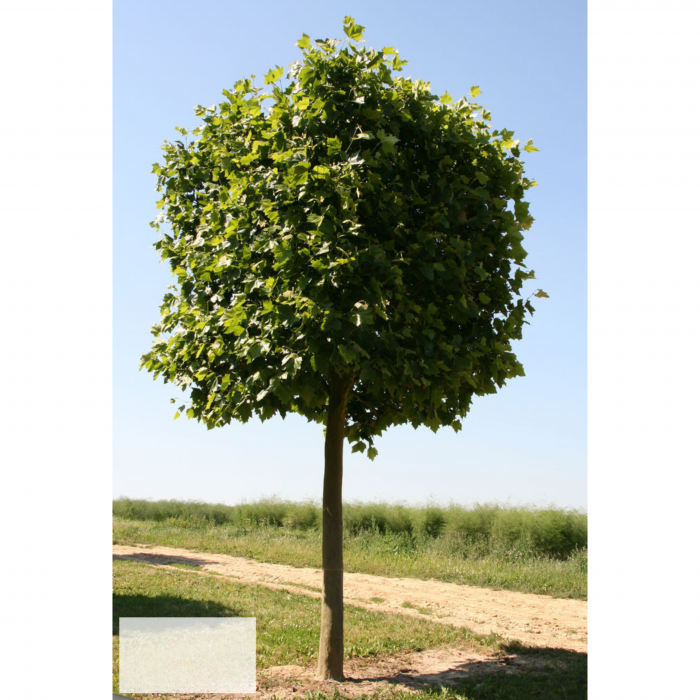Platanus acerifolia Hispanica – Platan englezesc [3]
