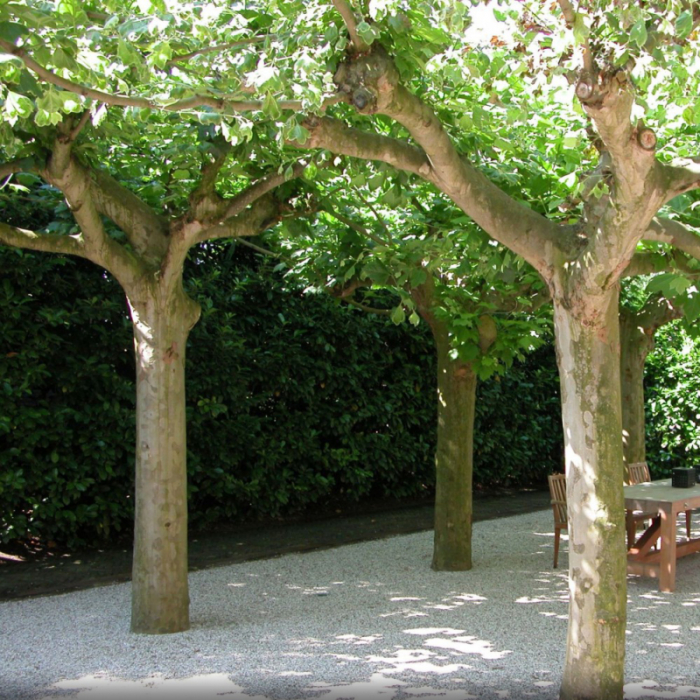 Platanus  acerifolia 'Hispanica' - Platan englezesc [3]