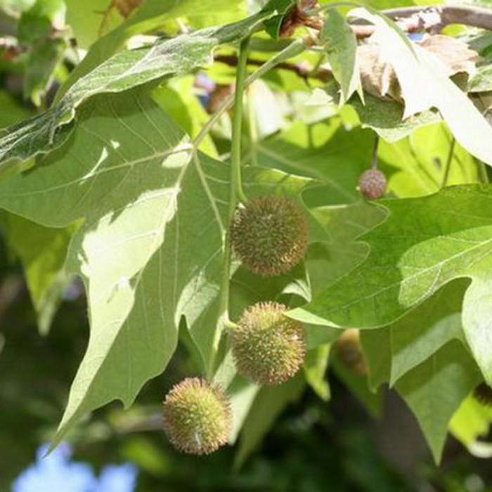 Platanus acerifolia Hispanica – Platan englezesc [2]