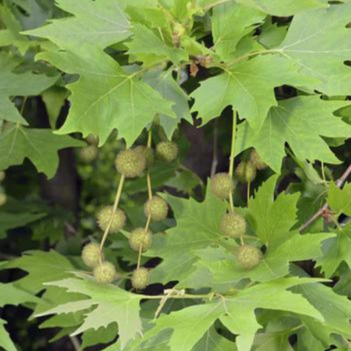 Platanus  acerifolia 'Hispanica' - Platan englezesc [2]