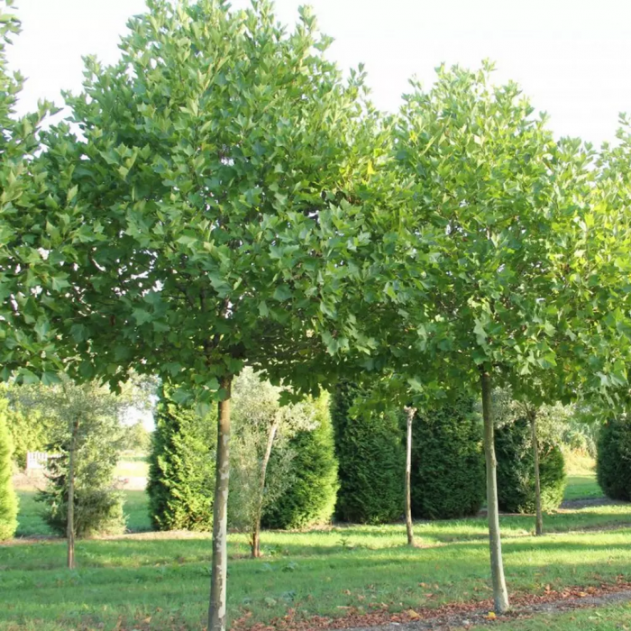 Platanus acerifolia Hispanica – Platan englezesc [1]