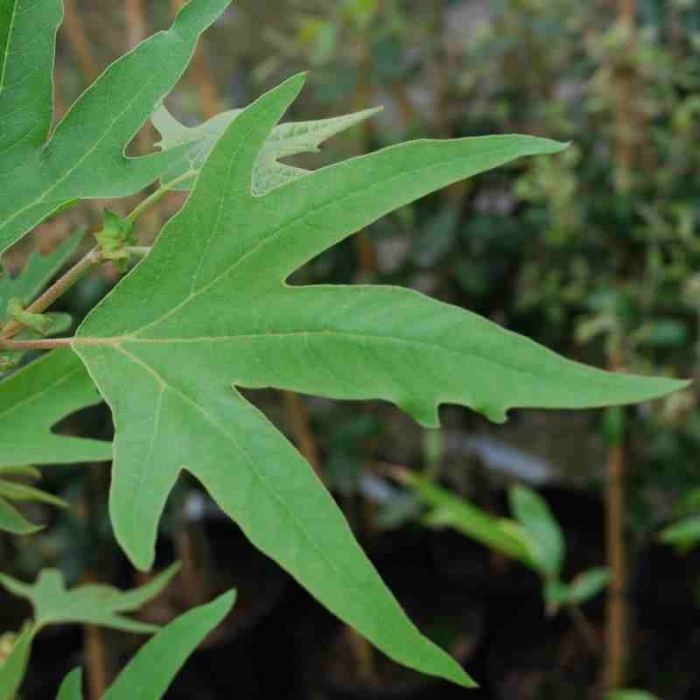 Platanus orientalis Cuneata - Platan oriental [2]