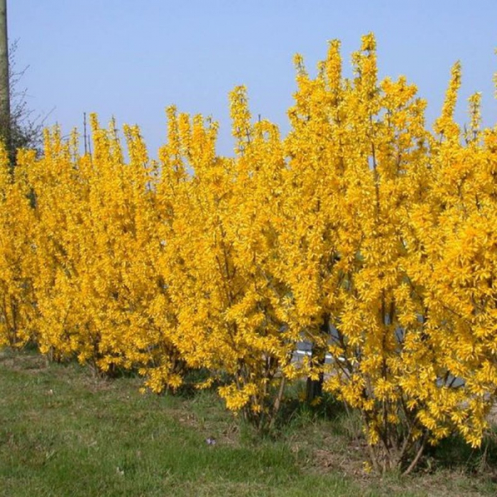 Forsythia x intermedia  - Ploaia de aur [2]