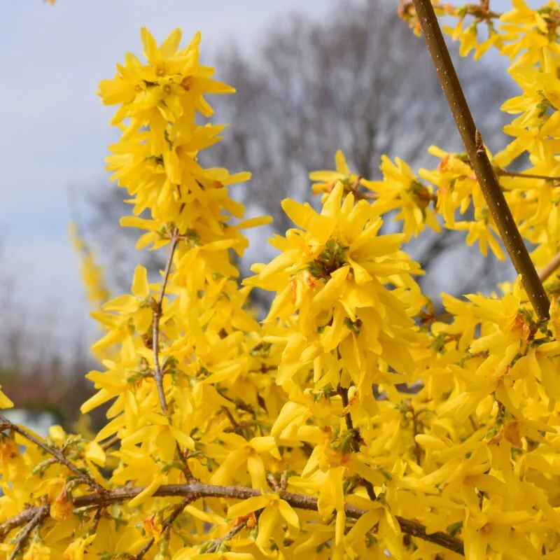 Forsythia x intermedia  - Ploaia de aur [1]
