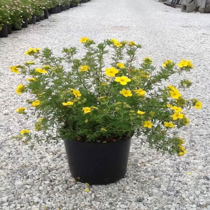 Potentilla fruticosa Goldfinger - Potentilla Goldfinger [3]