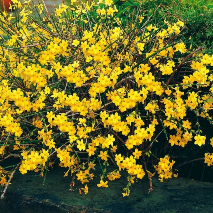Potentilla fruticosa Goldfinger - Potentilla Goldfinger [2]