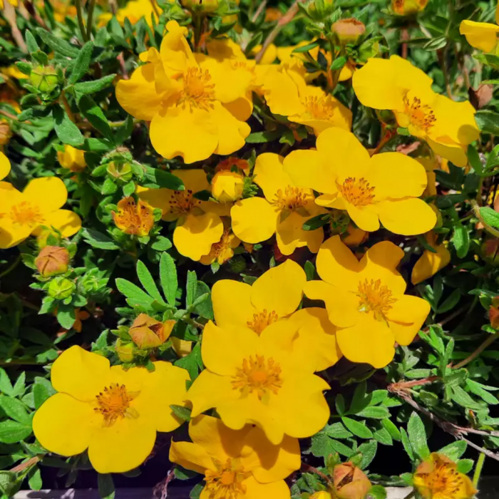 Potentilla fruticosa Goldfinger - Potentilla Goldfinger [1]