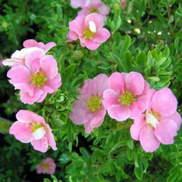 Potentilla in varieta - Potentilla [1]