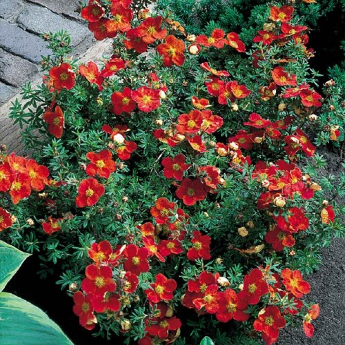 Potentilla in varieta - Potentilla [2]