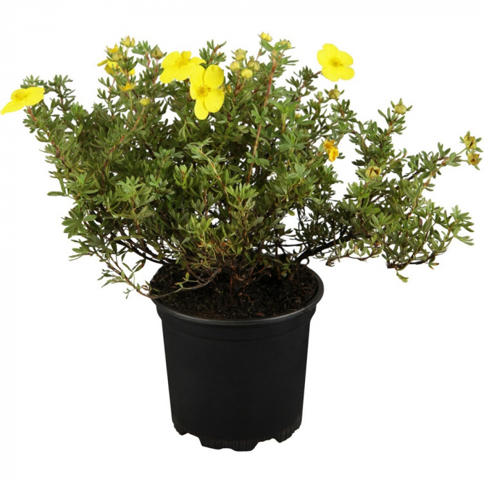 Potentilla in varieta - Potentilla [3]