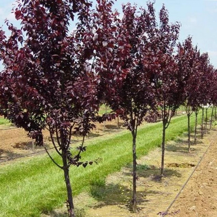 Prunus cerasifera 'Pissardi' - Corcoduș roșu ornamental [1]