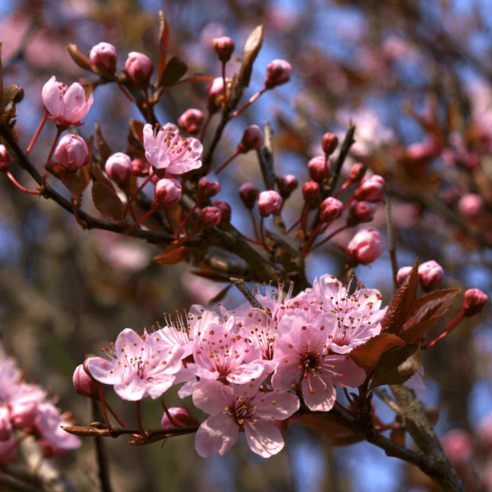Prunus cerasifera 'Pissardi' - Corcoduș roșu ornamental [2]