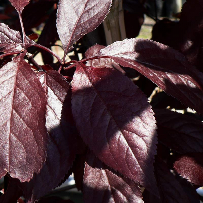 Prunus cerasifera 'Pissardi' - Corcoduș roșu ornamental [3]
