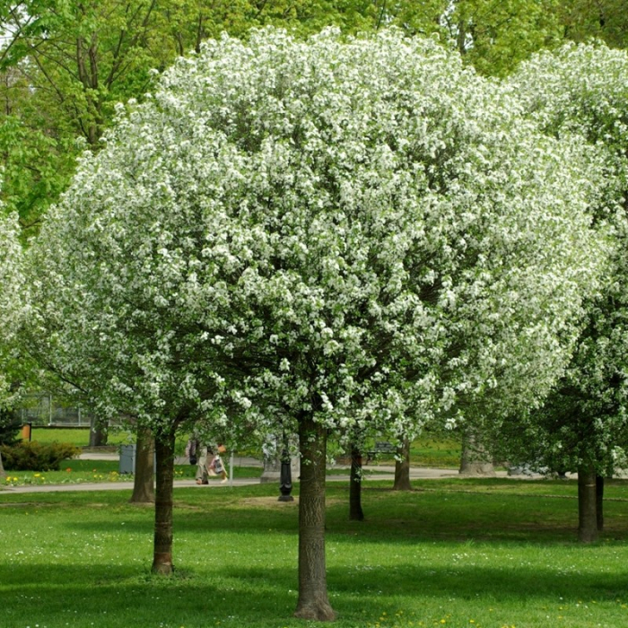 Prunus fruticosa Globosa - Cireș  pitic  globular [4]