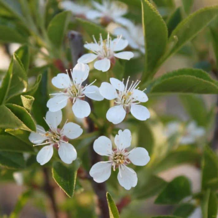 Prunus fruticosa Globosa - Cireș  pitic  globular [3]