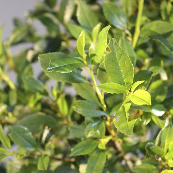 Prunus fruticosa Globosa - Cireș  pitic  globular [1]