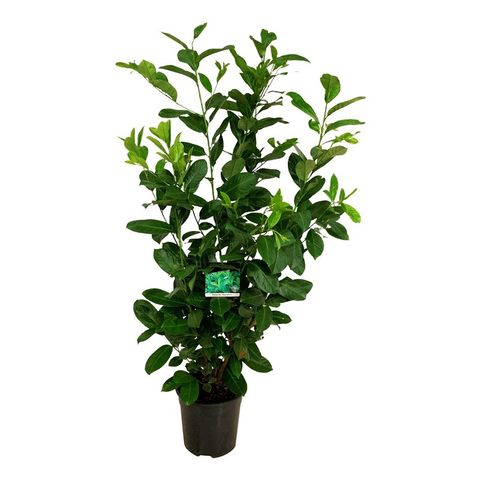 Prunus Laurocerasus Rotundifolia - Laur Englezesc [3]
