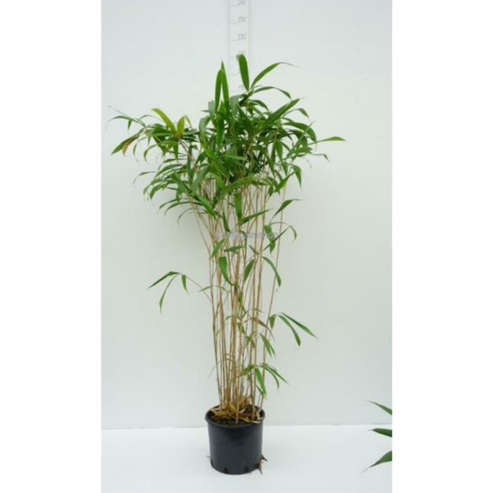 Pseudosasa japonica - Bambus Japonez Săgeată [3]