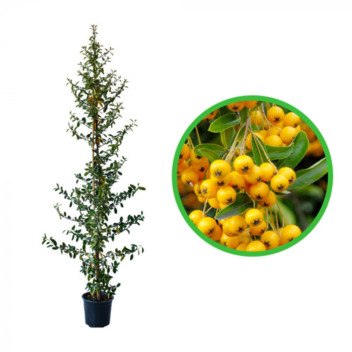 Pyracantha 'Soleil D`or' - Cătină ornamentală galbenă [3]