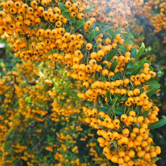 Pyracantha 'Soleil D`or' - Cătină ornamentală galbenă [1]