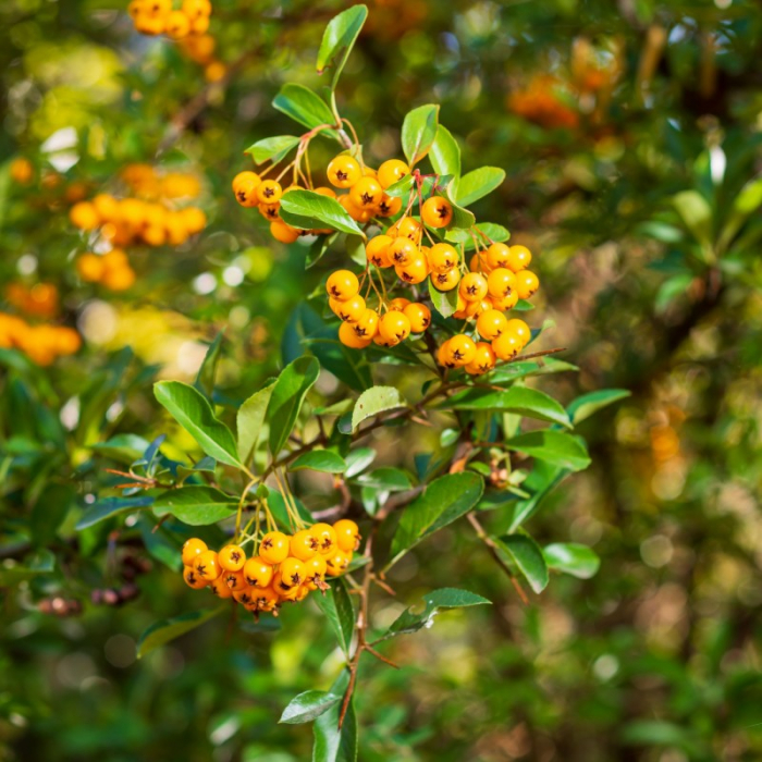 Pyracantha 'Soleil D`or' - Cătină ornamentală galbenă [2]