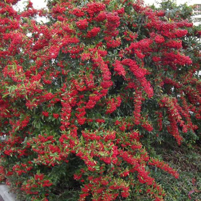 Pyracantha 'Ventoux Red' - Cătină ornamentală roșie [2]