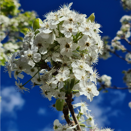 Pyrus calleryana Chanticleer - Păr ornamental Chanticleer [1]