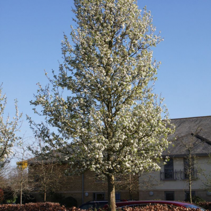 Pyrus calleryana Chanticleer - Păr ornamental Chanticleer [3]