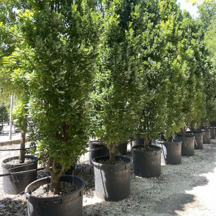 Quercus robur alto fusto - Stejar  comun - pe tulpină înaltă [2]