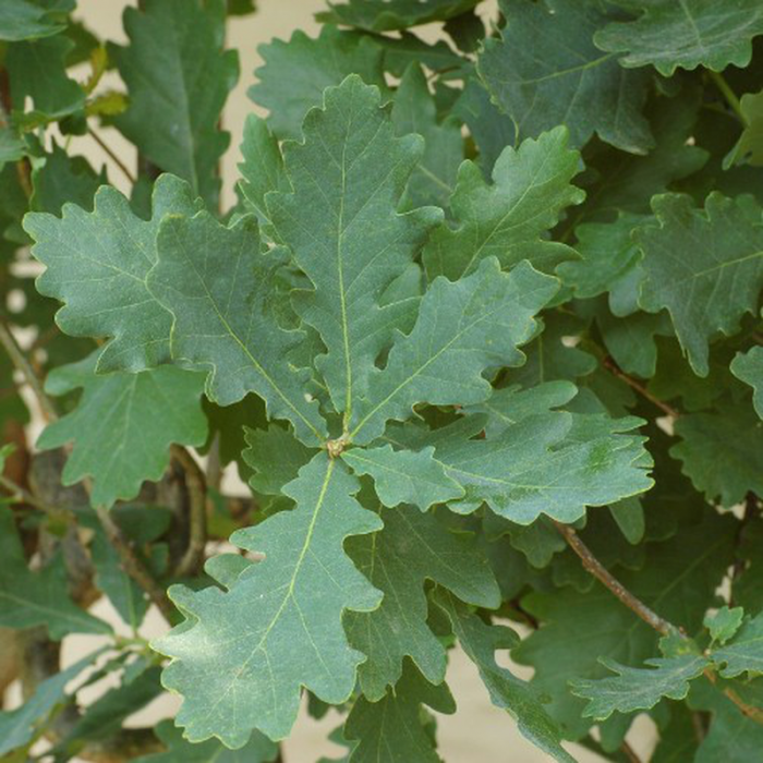 Quercus robur Fastigiata Koster - Stejar columnar [1]