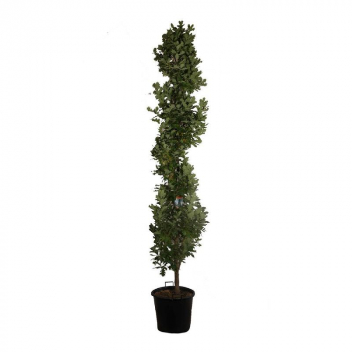 Quercus robur Fastigiata Koster - Stejar columnar [3]