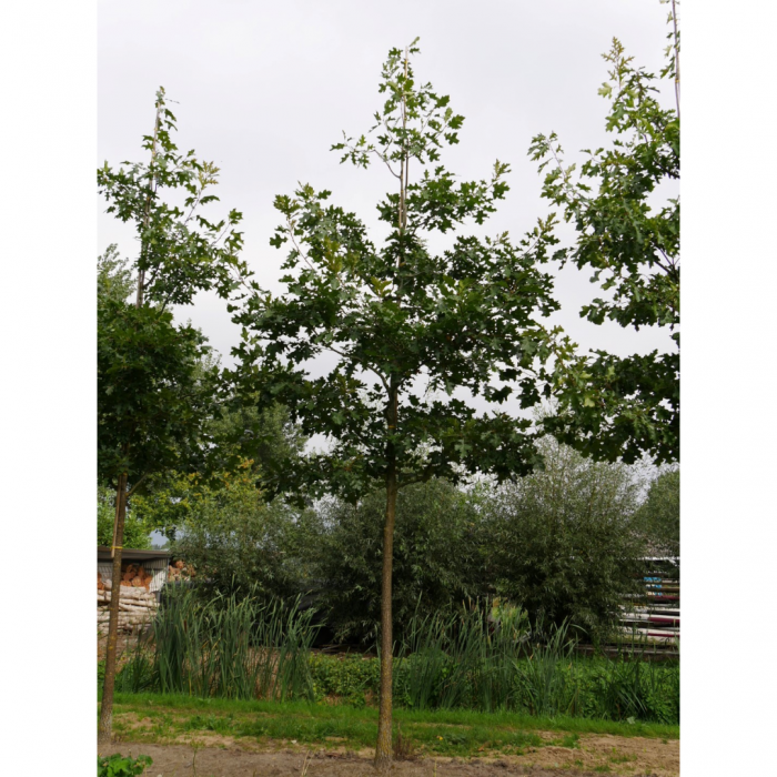 Quercus velutina Zolla - Stejar negru [3]