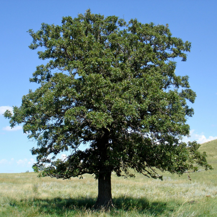Quercus velutina Zolla - Stejar negru [2]