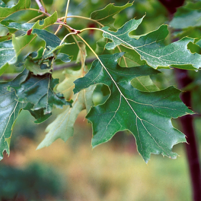 Quercus velutina Zolla - Stejar negru [1]