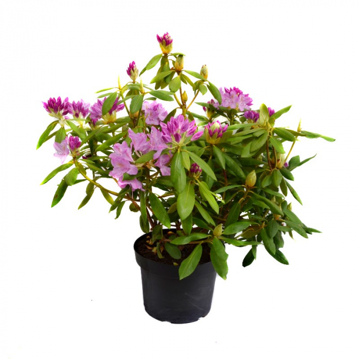 Rhododendron Hybridum - Rododendron Hibrid [3]
