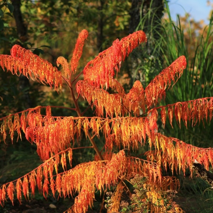 Rhus typhina - Oțetar [1]