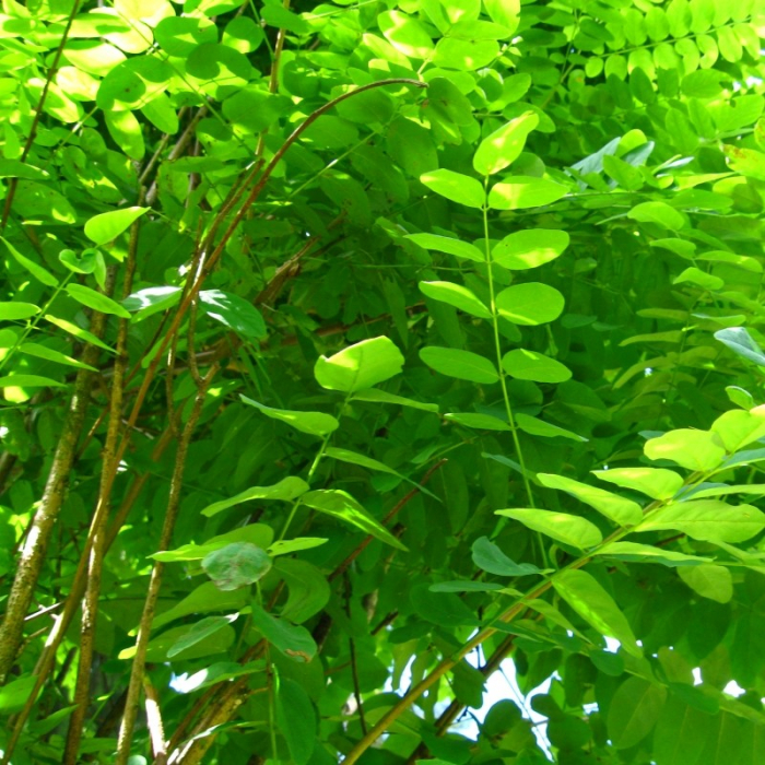 Robinia pseudoacacia umbraculifera - Salcâm globular [1]