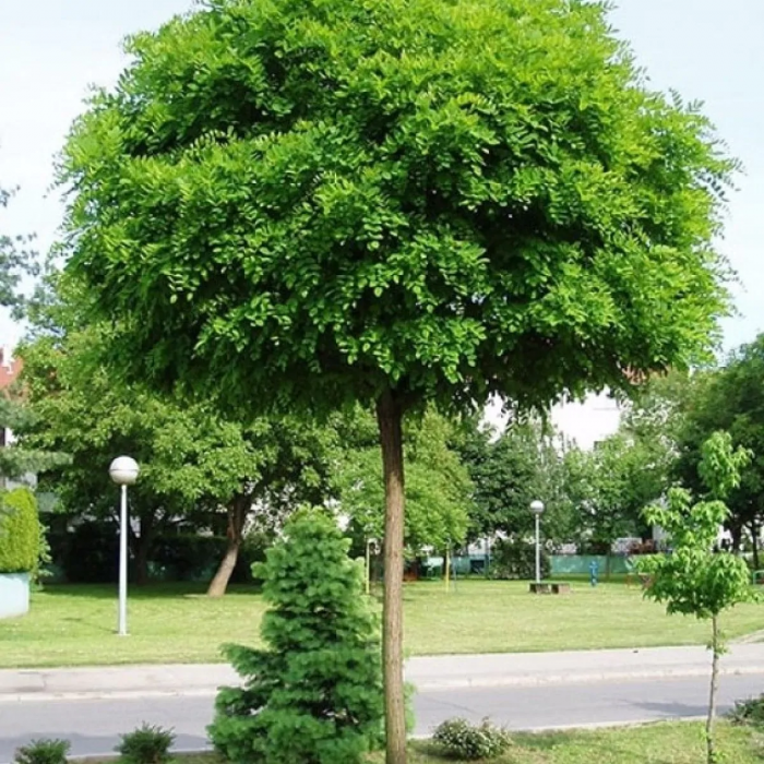 Robinia pseudoacacia umbraculifera - Salcâm globular [2]