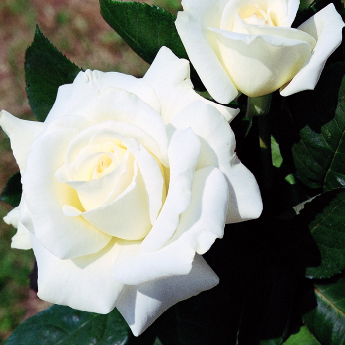 Rosa Cespuglio Mix - Arbust de Trandafir Mixt [5]