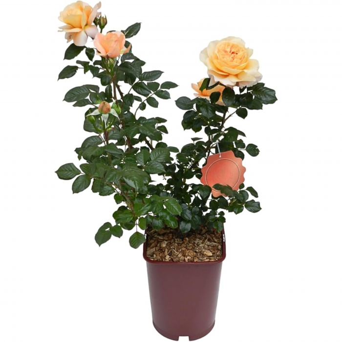 Rosa Cespuglio Mix - Arbust de Trandafir Mixt [2]