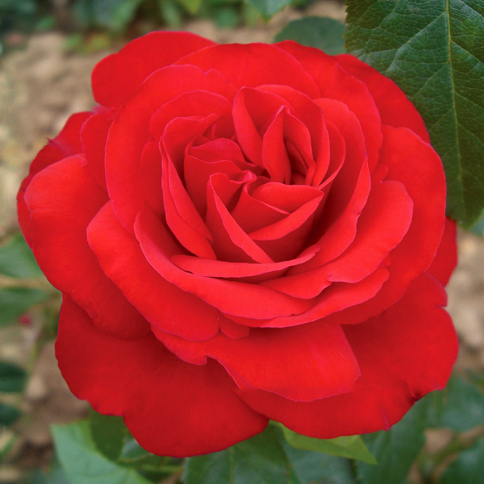 Rosa Cespuglio Mix - Arbust de Trandafir Mixt [4]