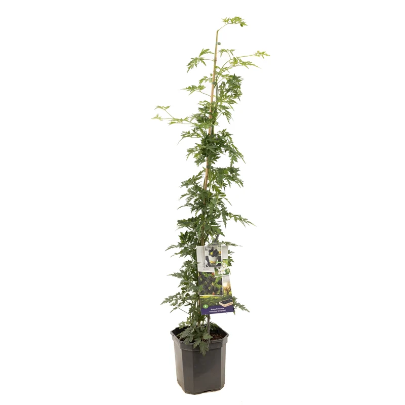 Rubus fruticosus ‘Thornless Evergreen’ – Mur fără spini cu frunziș semipermanent [3]