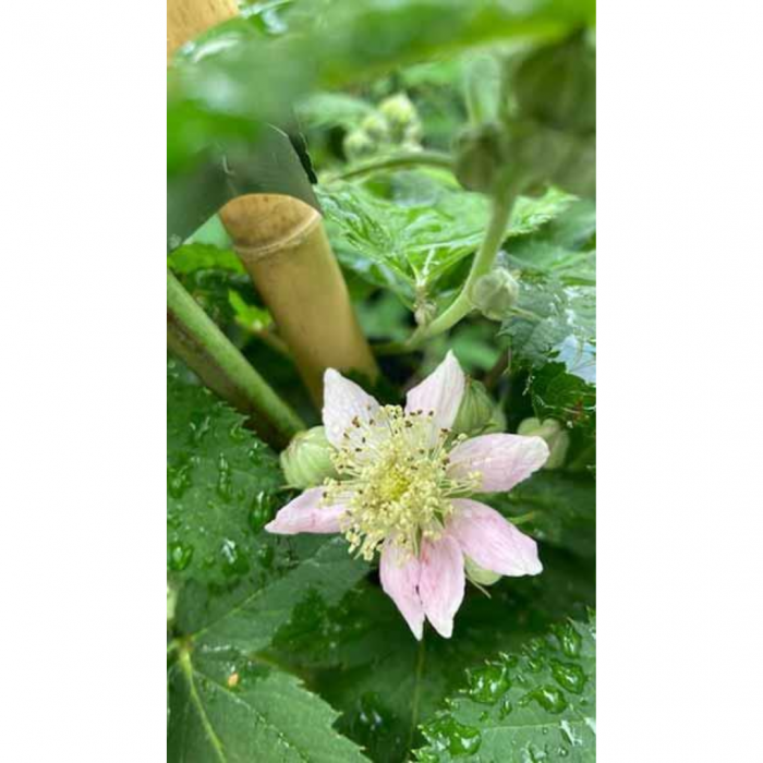 Rubus fruticosus ‘Thornless Evergreen’ – Mur fără spini cu frunziș semipermanent [2]