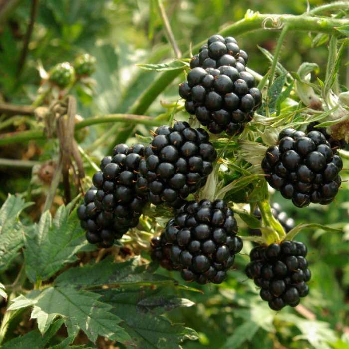 Rubus fruticosus ‘Thornless Evergreen’ – Mur fără spini cu frunziș semipermanent [1]