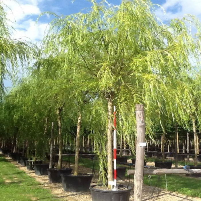 Salix babylonica 'Aurea' - Salcie babiloniană plângătoare [3]