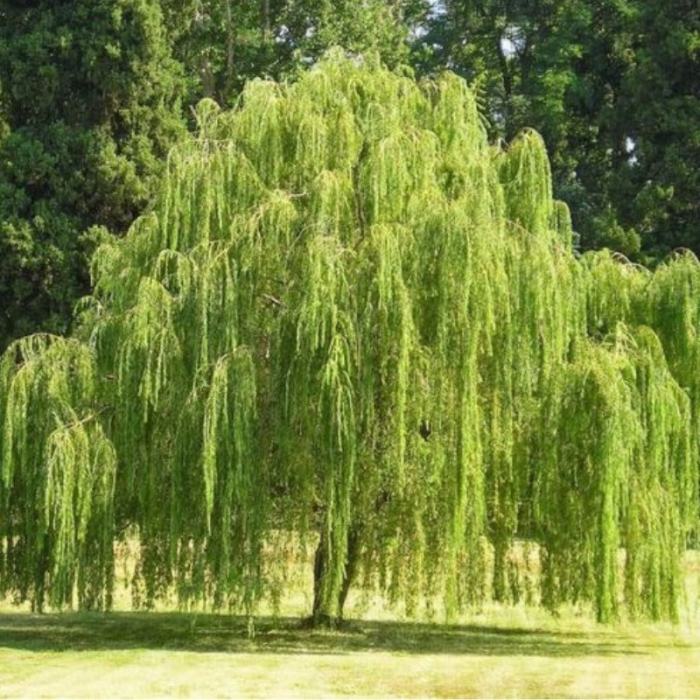 Salix babylonica 'Aurea' - Salcie babiloniană plângătoare [2]